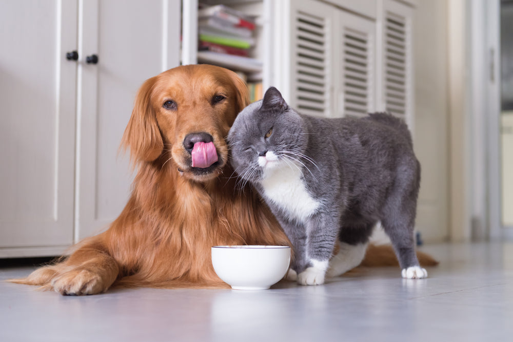Dog-cat-socks